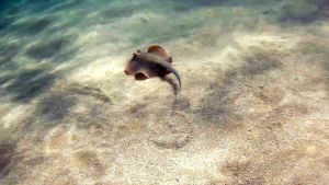 Синепятнистый скат хвостокол и Европейский морской язык