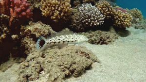 Крапчатый окунь