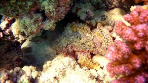 Плоскоголовый скорпенопсис и Жемчужный иглобрюх