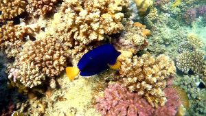 Желтохвостая зебрасома