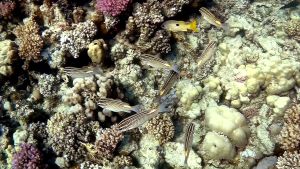 Арабский нитепер