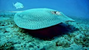 Кольчатый хвостокол и Оранжевопятнистая кавалла