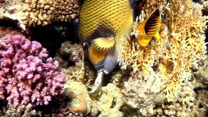 Титановый спинорог грызет Пластинчатый коралл