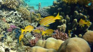 Кашмирский луциан