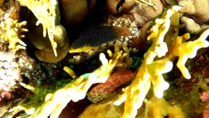 Желтобрюхий губан и Леопардовая собачка