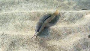 Красноморская зубатая барабуля