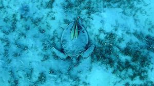 Спящая Зеленая черепаха