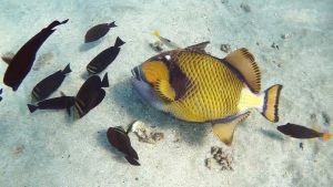 Титановый спинорог не смог полакомиться