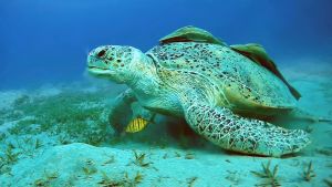 Зеленая черепаха и компания