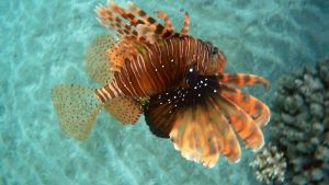 Индийская крылатка