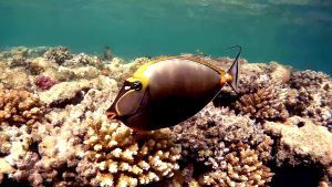 Элегантный носорог