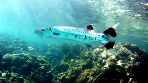 Большая барракуда