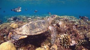 Черепаха Бисса