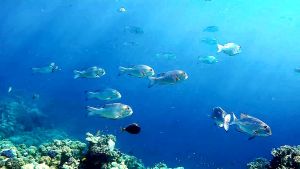 Короткорылый пентапод стая