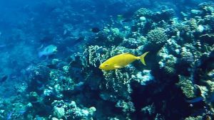 Оранжевопятнистый тревалли