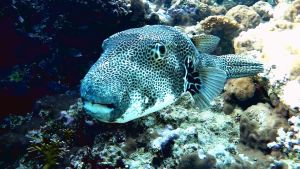 Звездчатый аротрон