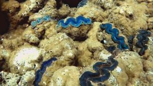 Тридакна максима