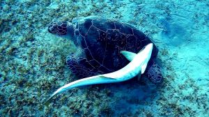 Зеленая черепаха и Обыкновенный прилипало