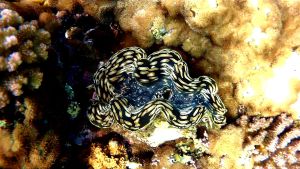 Тридакна чешуйчатая