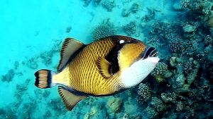 Титановый спинорог