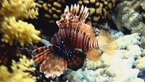 Индийская крылатка