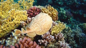 Леопардовый электрический скат