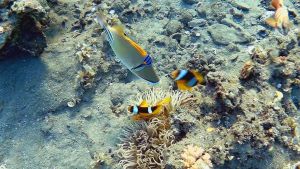 Двуполосый амфиприон атакует Пикассо спинорога