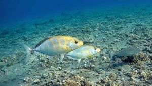 Оранжевопятнистая кавалла