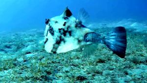 Кузовок горбатый