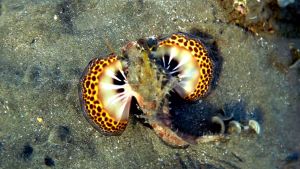 Нитеперый морской дракон, путь Дракона