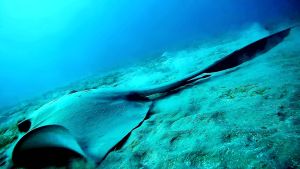 Широкохвостый хвостокол