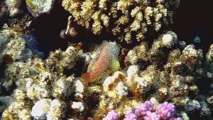 Леопардовая собачка