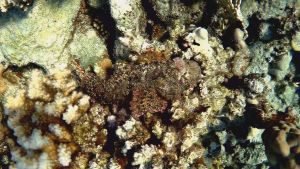 Скорпенопсис бородатый