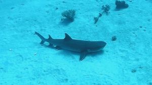 Whitetip reef shark