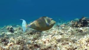 Синешипая рыба-носорог