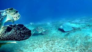 Три Зеленые черепахи и Кольчатый хвостокол