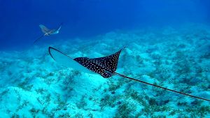 Два Пятнистых орляка