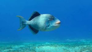 Желтомордый псевдобалист