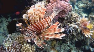 Индийская крылатка