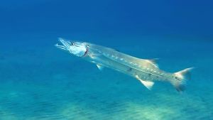 Большая барракуда