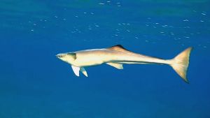 Акулья присоска в поисках свободной зеленой черепахи