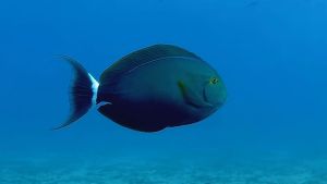 Черный хирург