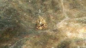 Мраморный змеиный угорь, Каллехелес мраморный