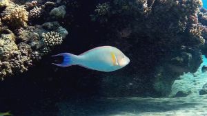 Длинноносый попугай