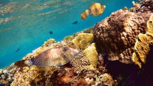 С двумя Расписными алутерами вдоль рифа