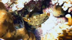 Сотовый спинорог