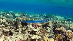 Красноморский тилозур