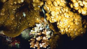 Сетчатая морская игла и Валония пузатая