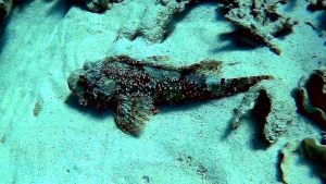 Плоскоголовый скорпенопсис