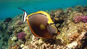 Элегантный носорог